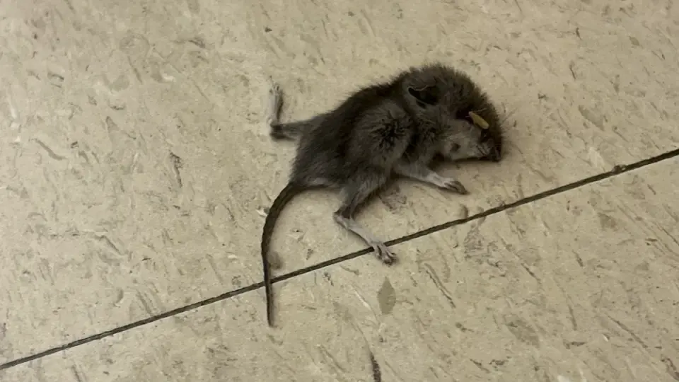 Albuquerque Middle School Faces Escalating Health Crisis Over Persistent Mice Infestation