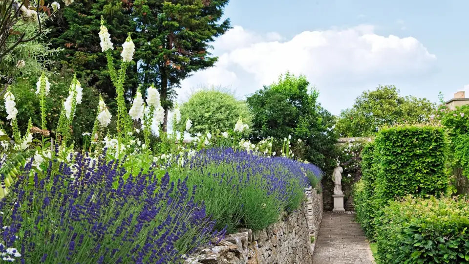 April Lavender Care: Gentle Pruning and Drainage for Richer Summer Blooms