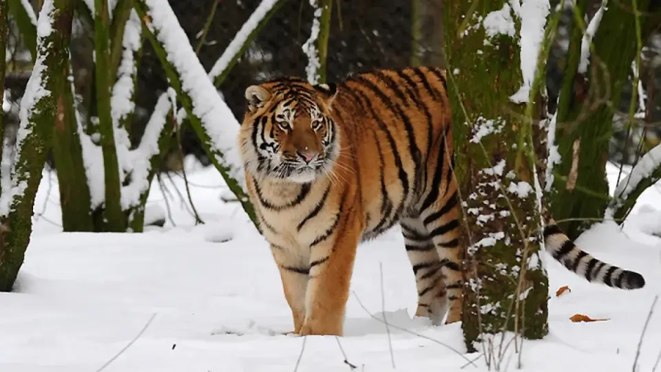 Fatal Tiger Attack at Yorkshire Wildlife Park Prompts Closure and Investigation