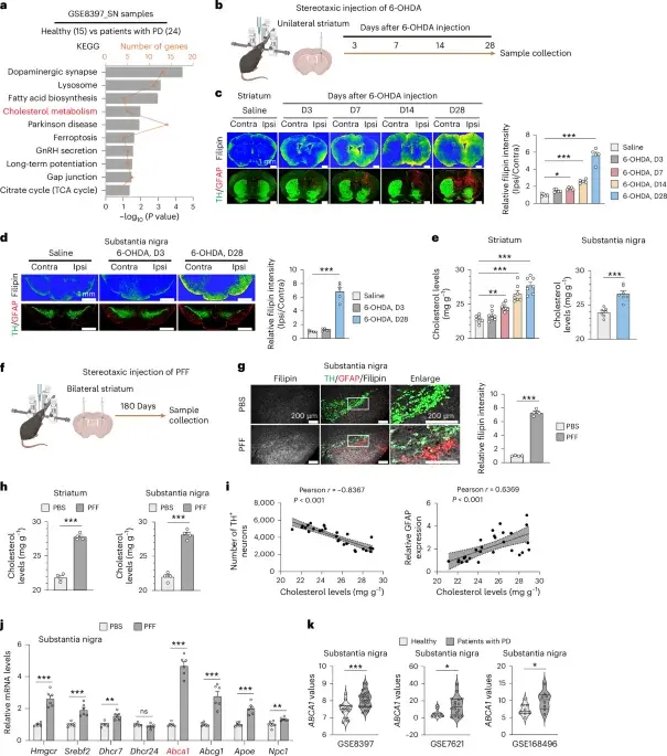 ABCA1 Cholesterol Transporter Identified as Key Driver of Parkinson’s Neurodegeneration