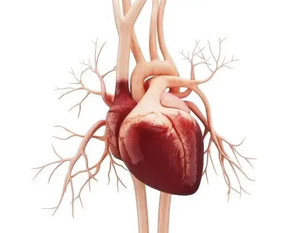 Capillaries Form New Coronary Collaterals to Bypass Blocked Vessels