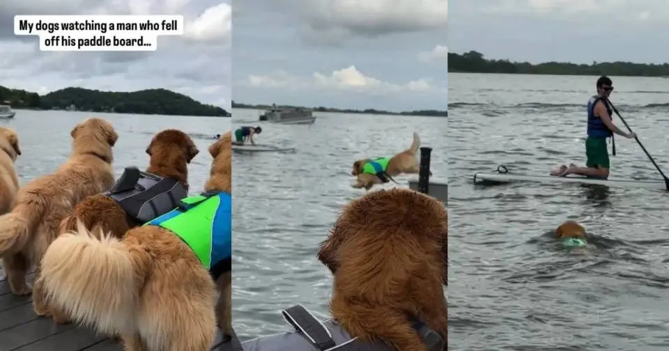 Gus the Golden Retriever Springs Into Action for Paddleboard Rescue