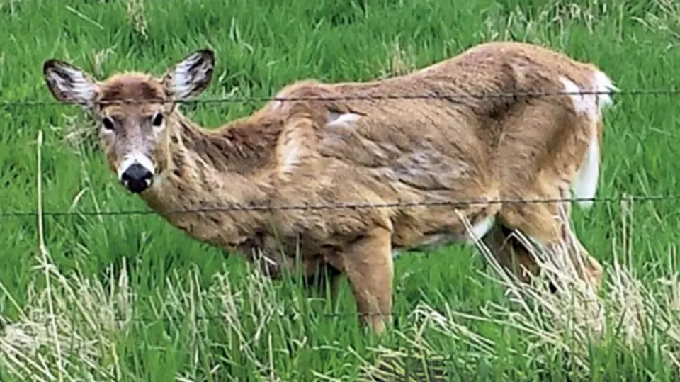 Minnesota Mandates CWD Testing; Missouri Pilots Community Deer Management