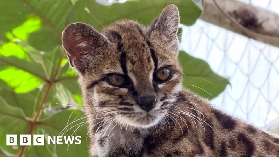 Bolivian Cloud Forest Yields First New Wild Cat Species in Over a Century