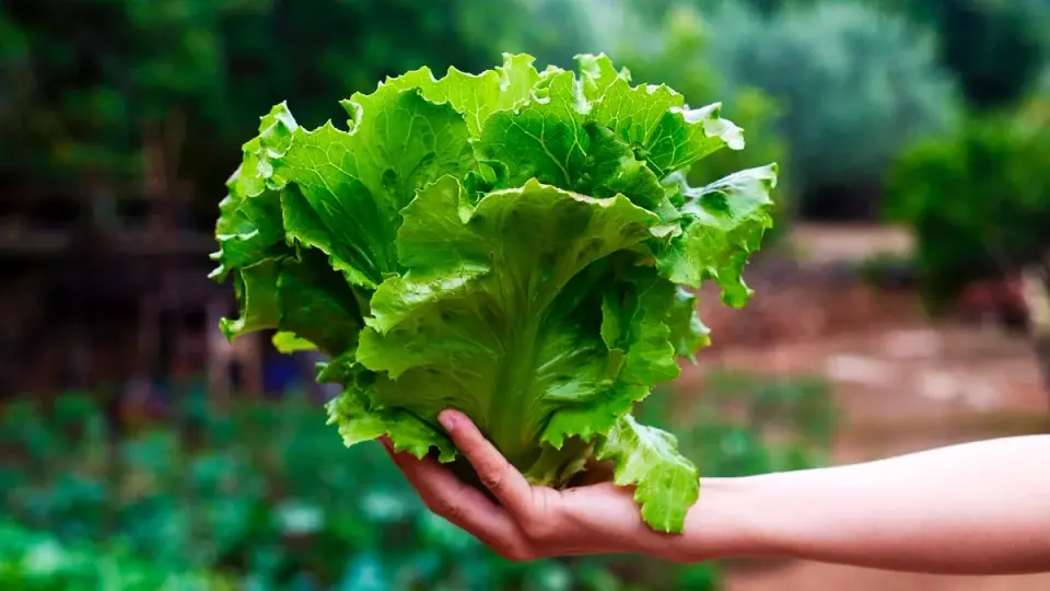 Engineered Plants Grow Meat Protein: Lettuce and Tobacco Make Myoglobin