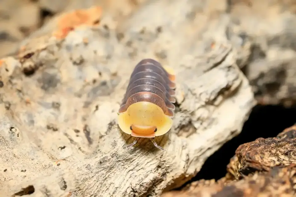 Jelly Bean and Rubber Ducky Isopods Gain Popularity as Exotic Pets