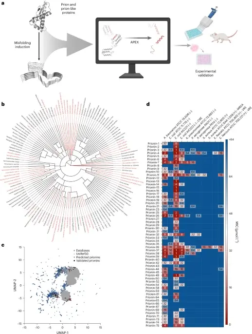 AI uncovers antimicrobial fragments hidden in prions