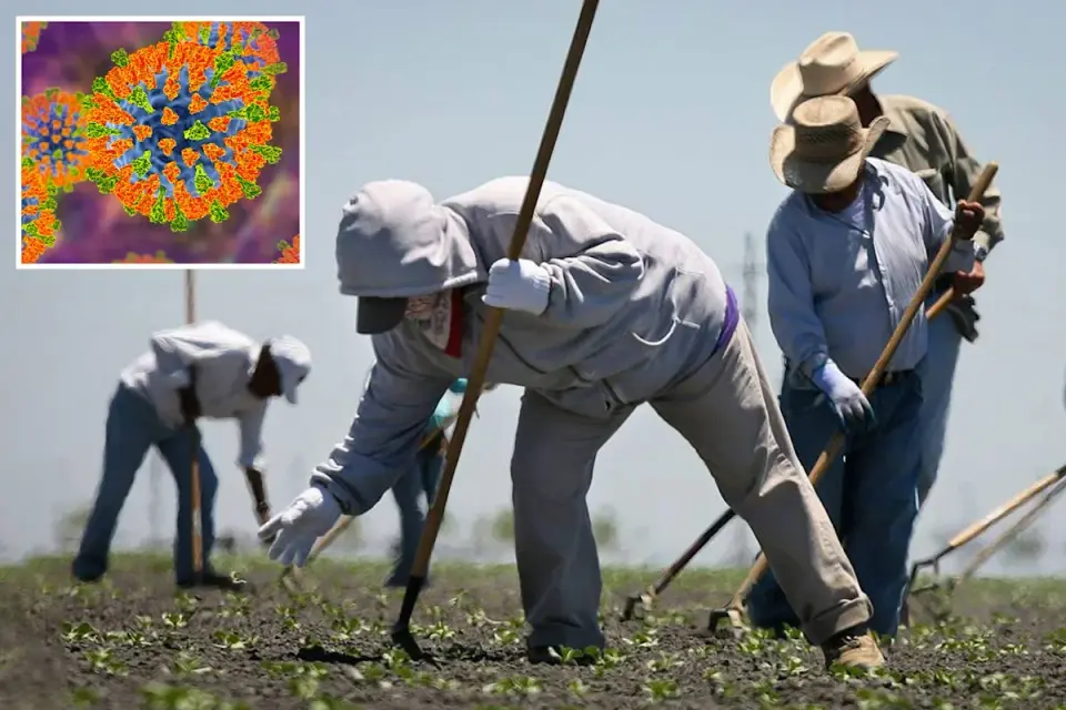 Central Valley tracks measles risk as Arizona outbreak sends farmworkers to California