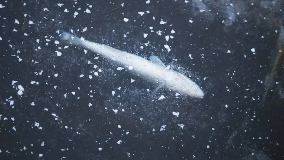 Melting Arctic Ice Threatens Polar Cod, Keystone of the Arctic Web