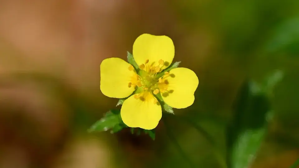 Tiny Bog Wildflower Offers Hope Against Drug-Resistant Bacteria