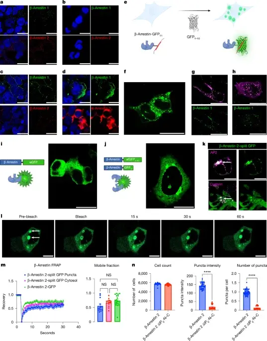 Arrestin condensates orchestrate GPCR signaling through liquid–liquid phase separation