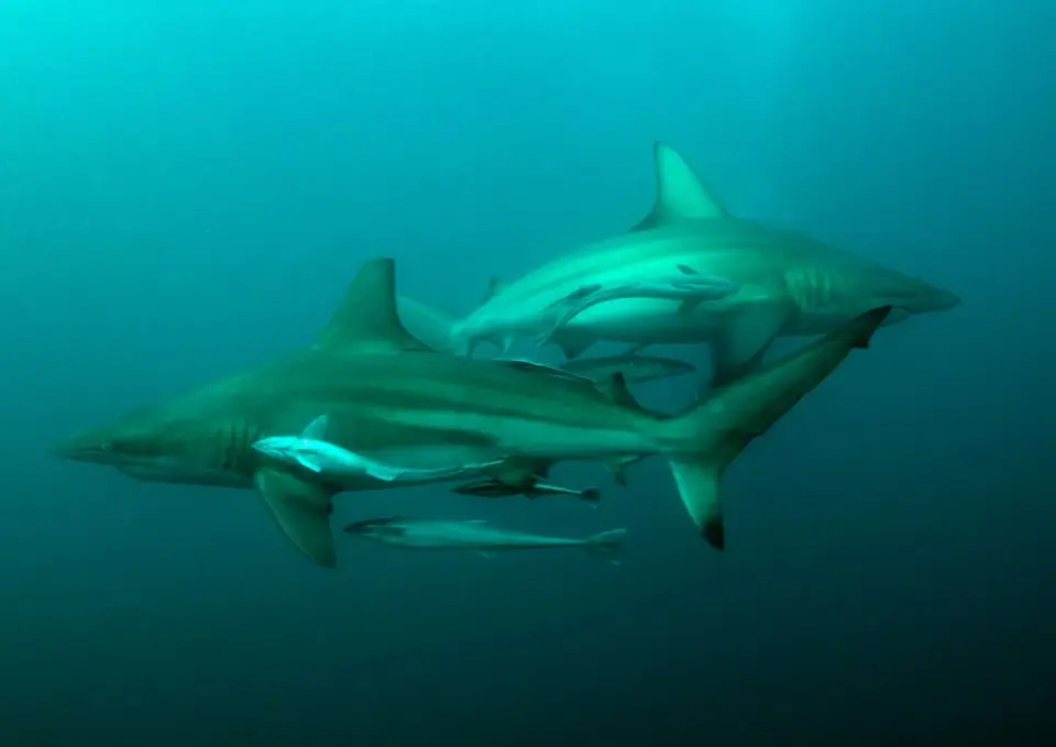 Shark selfies bite back as influencers chase viral shots