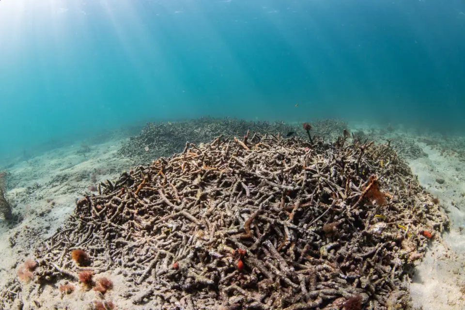 The Vanishing Diadema: A Parasite-Driven Reef Crisis Unfolds