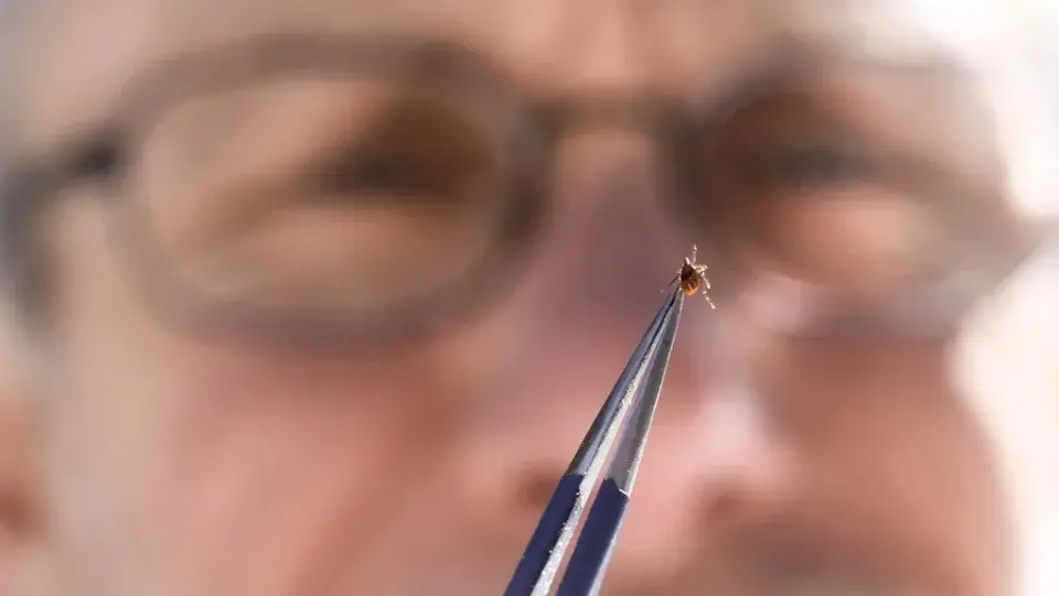 New York State Parks Rank Among Nation's Top Tick Hotspots