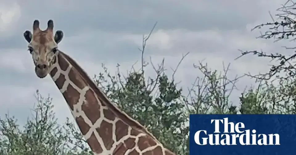 Gracie the wandering giraffe found safe near Leakey, Texas