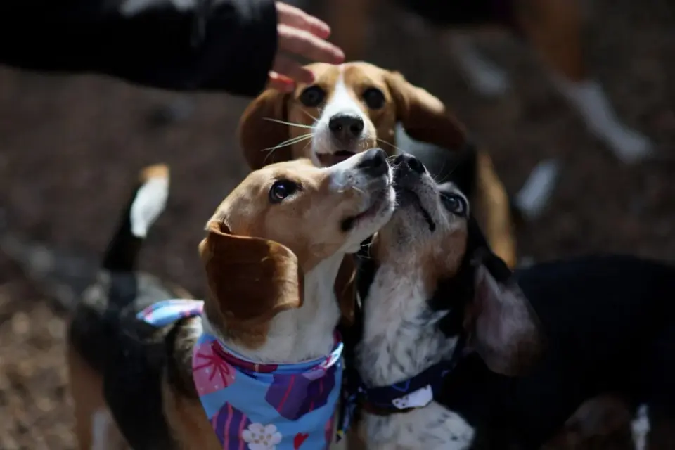 Beagles Freed from Ridglan Farms Begin Rehoming Drive