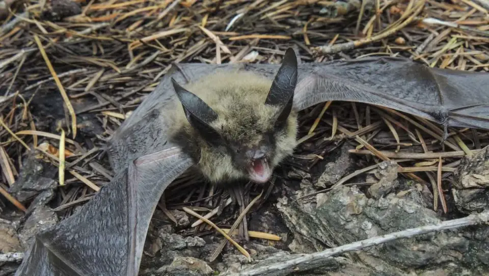 Yuba City child exposed to rabies-positive bat, officials warn