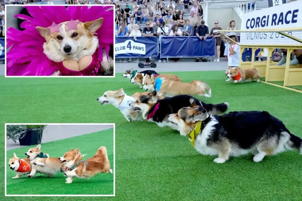 Vilnius hosts record corgi race with 150 dogs, costumes and bark-offs