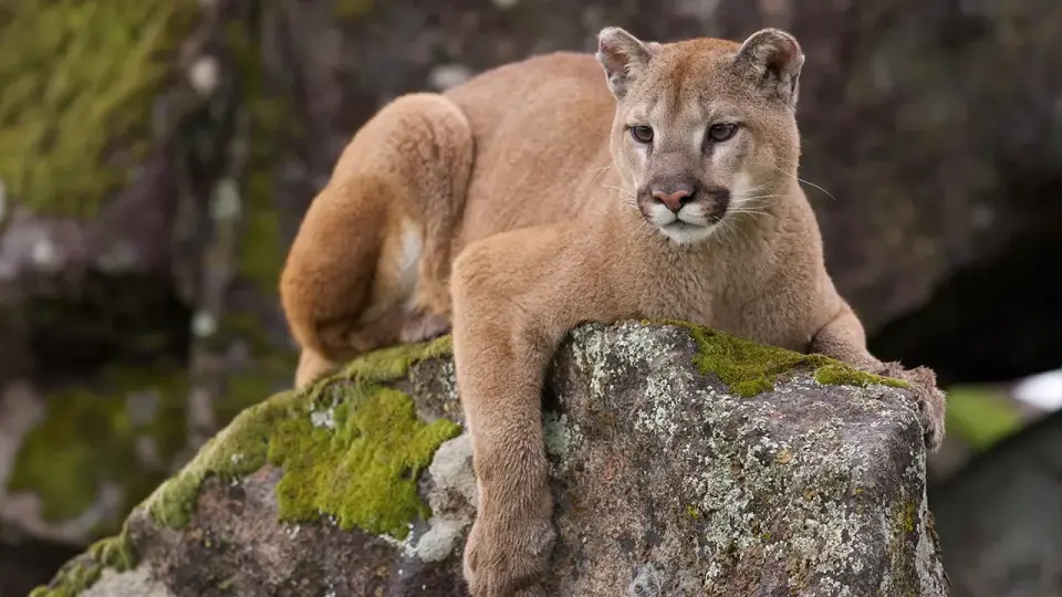Wyoming photographer fights off mountain lion to save dog