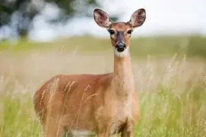 Indiana Confirms CWD in Franklin County, Expands Regional Surveillance