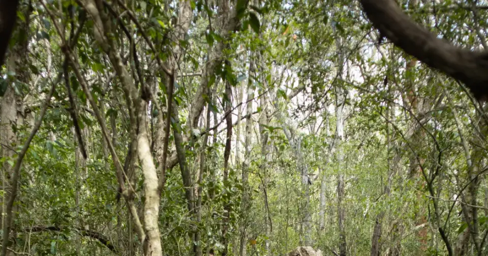 Remote Yucatán Jungle Uncovers a Row of Unlooted Maya Monuments