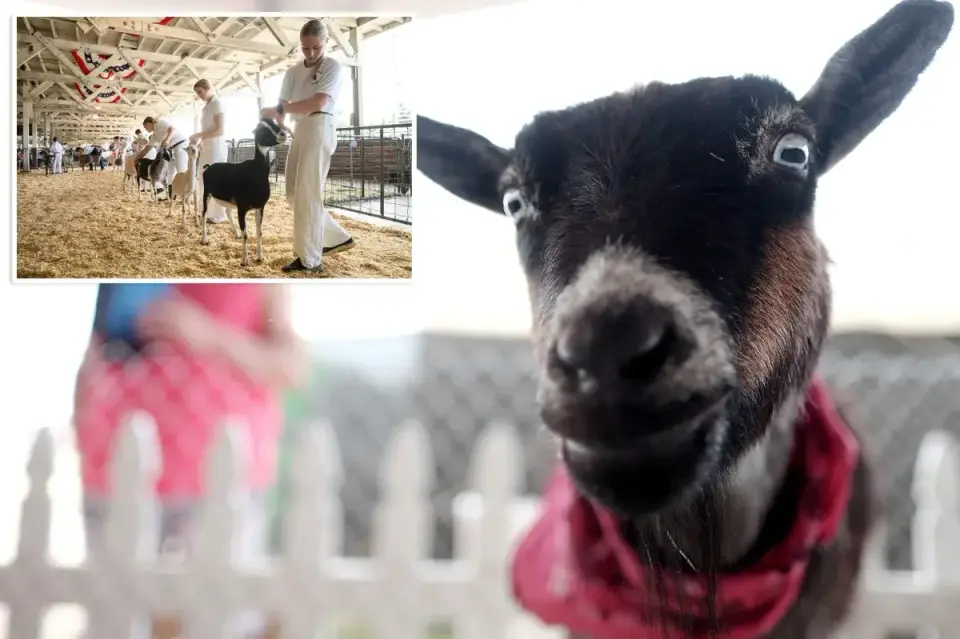 NC Health Officials Issue Rabies Alert After Four Goats at Mobile Petting Zoo Test Positive