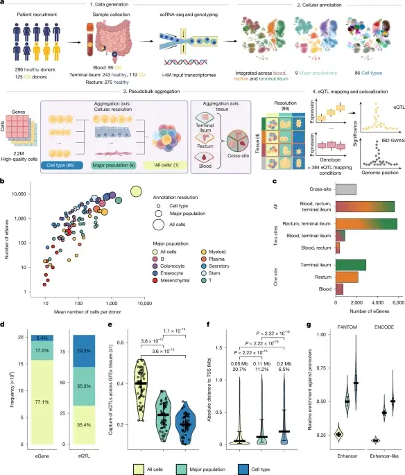 Single-cell atlas links IBD risk to cell-type specific gene regulation