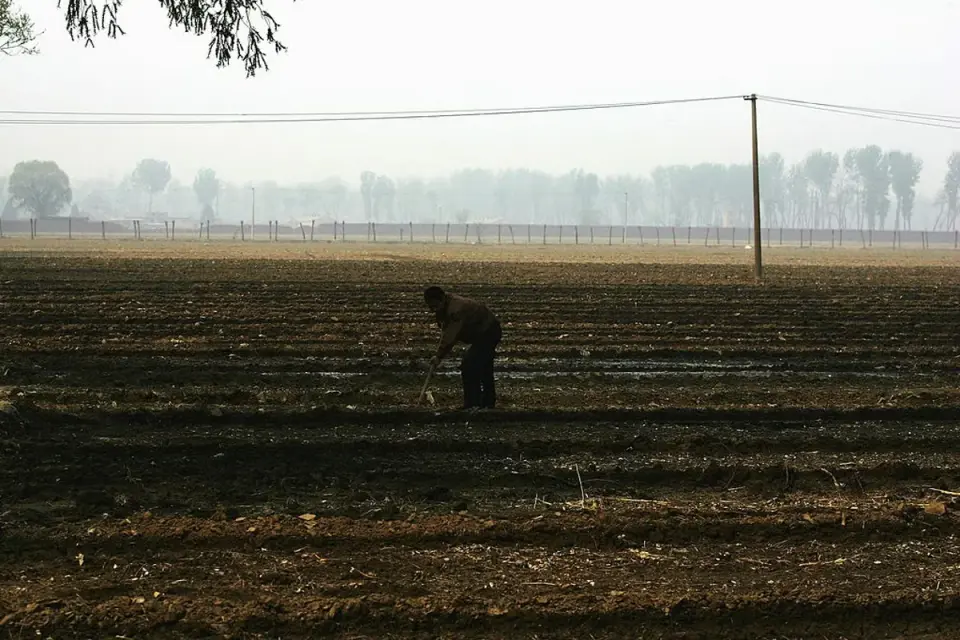 AI guidance wipes out 25 acres of sesame crops