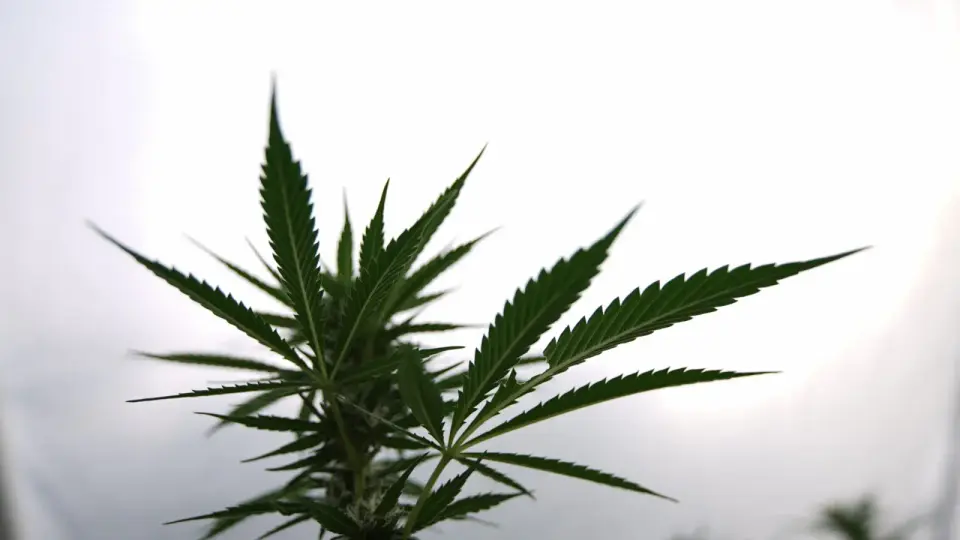 Congressional CRS: Medical Cannabis Rescheduling Is a Limited Federal Opening