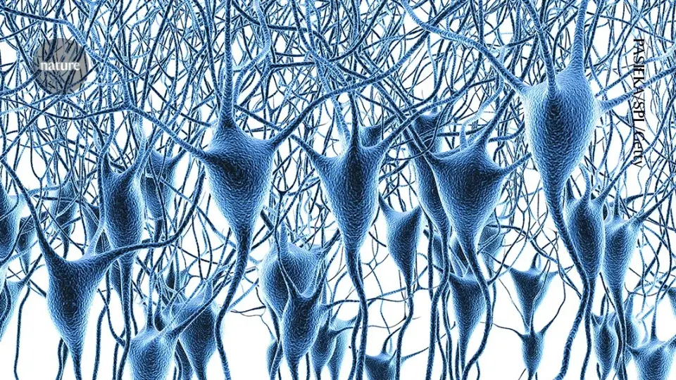 New Atlas Maps Gene Activity in Prefrontal Cortex Across Lifespan