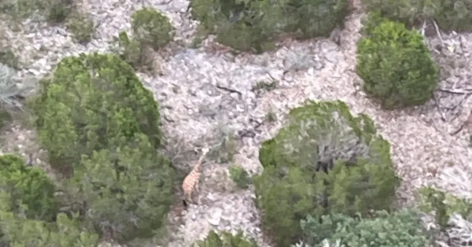 Gracie the Giraffe Spotted Safe, Heading Home After Texas Escape