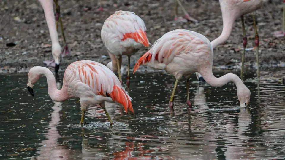 Canadian man sentenced for felony animal cruelty after stealing Las Vegas flamingo