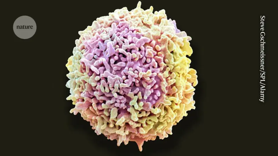 Gut infections train brain-resident T cells to remember past infections