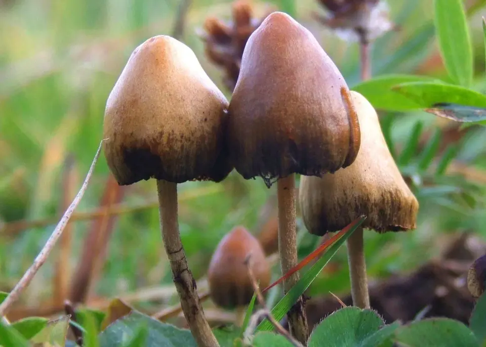 Trump pushes fast-track reviews for psychedelic medicines