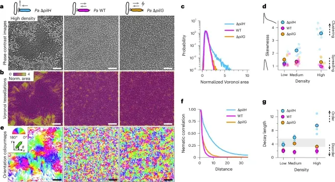 Pseudomonas aeruginosa Uses Mechanical Collisions to Adaptively Regulate Collective Movement