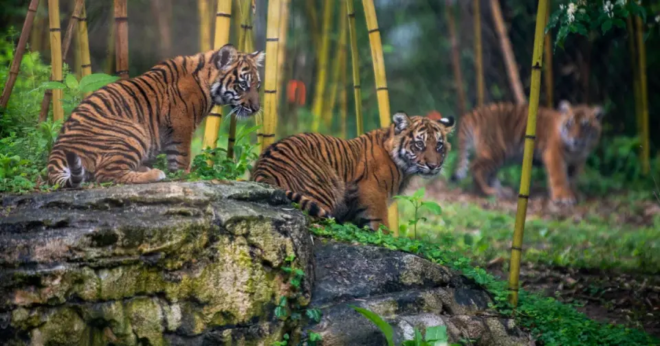 Nashville Zoo Opposes Nearby Data Center Over Animal Welfare Concerns