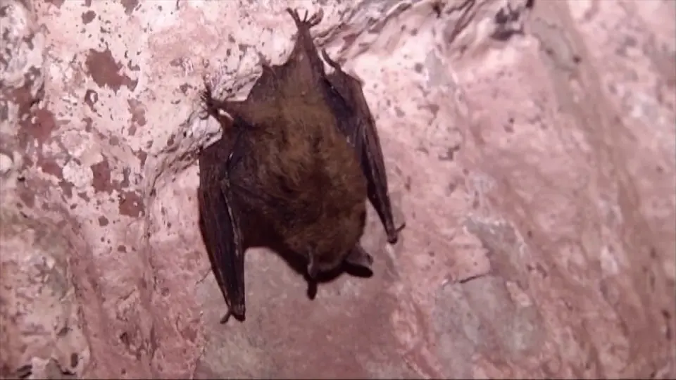 Rabies-positive bat found in downtown Minneapolis prompts exposure check
