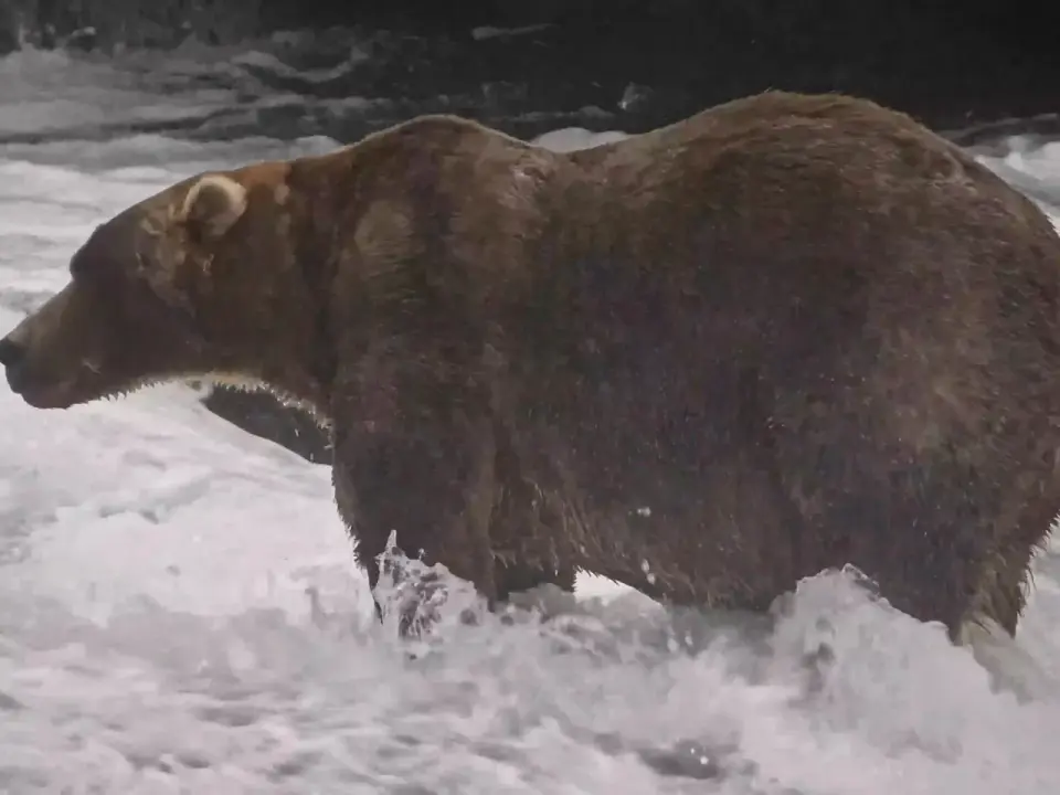 Backpack claims 2026 Fat Bear Week title in narrow vote