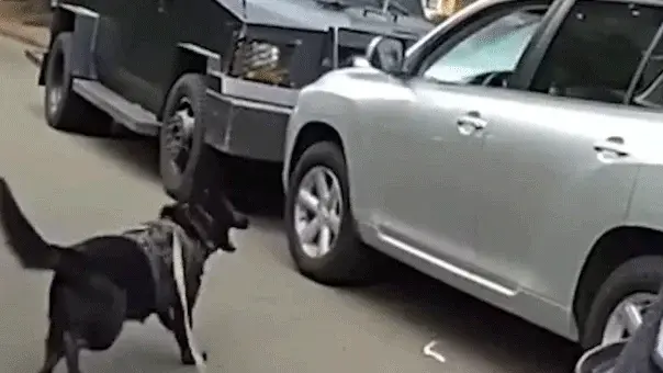 K-9 Ends 40-Minute Standoff With Impaired Driver in Vancouver, WA