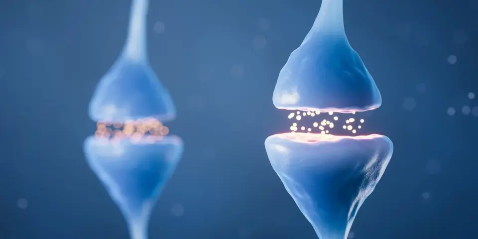 Dopamine Keeps Stress-Reduced Courtship Alive in Fruit Flies
