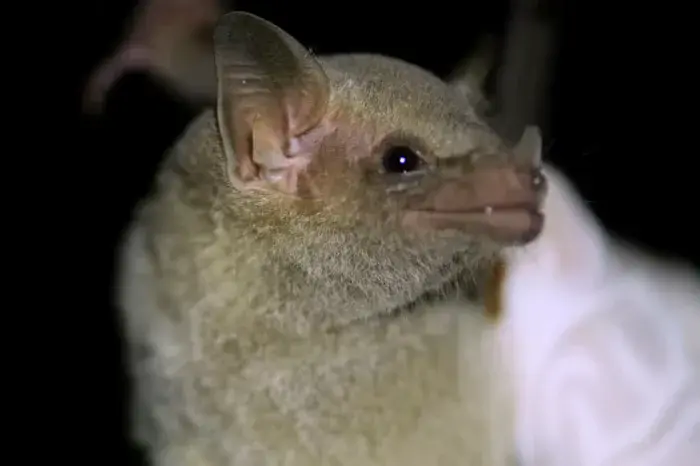 Richmond doctor wakes to a bat near her mouth, sparking rabies alert
