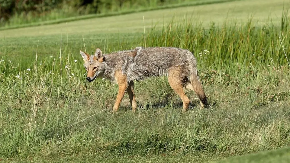 Ottawa teen attacked by coyotes prompts city to rethink wildlife safety