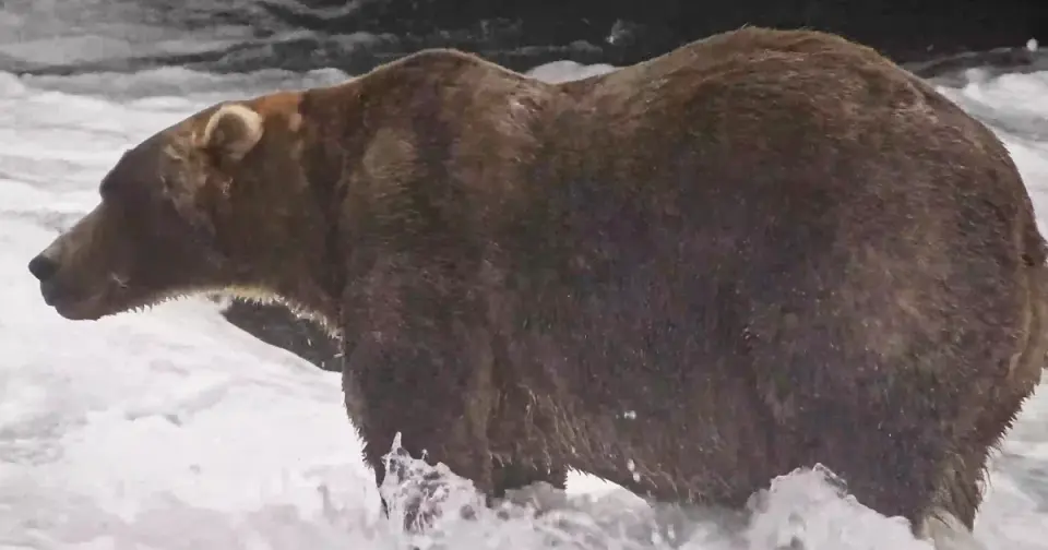 Backpack Wins 12th Annual Fat Bear Week in Narrow Final