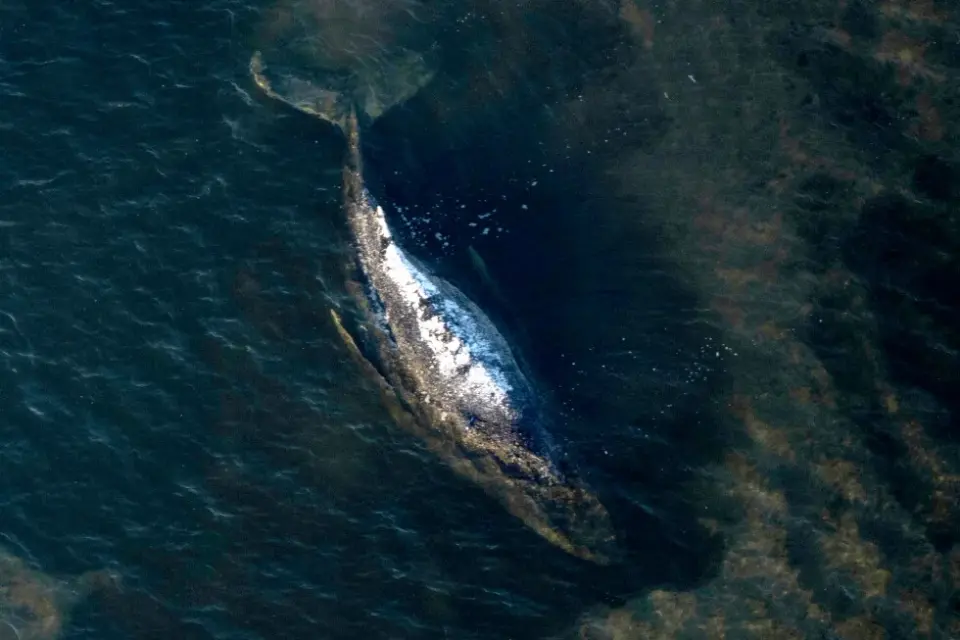 Autopsy Planned After Dead Humpback Whale Is Dragged Ashore in Denmark