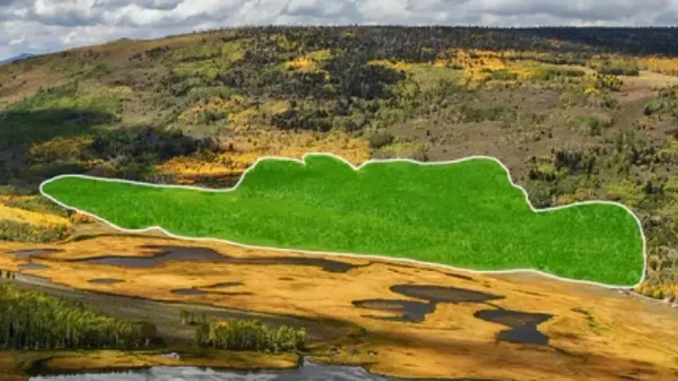 The Trembling Giant Speaks: Sounds from Pando, the World’s Largest Living Organism