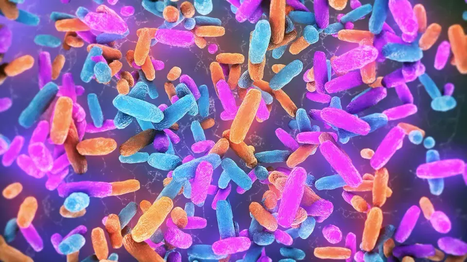 Gut-Bacteria Sugar Could Trigger ALS and FTD, Study Finds