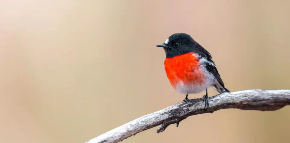 Songbirds: Ancient Australian Origins and Modern Mental Health Benefits