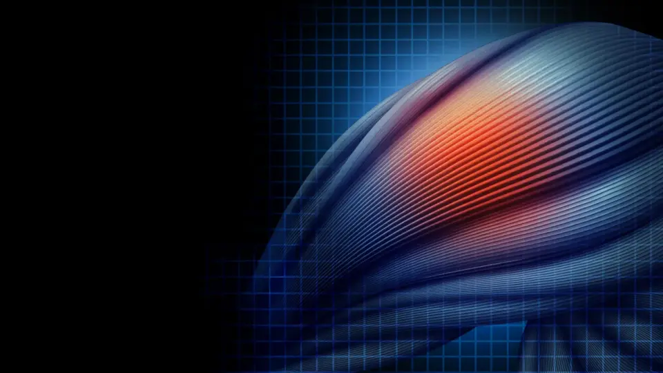 Aging Muscle Stem Cells: Speedy Repair Comes at a Survival Cost