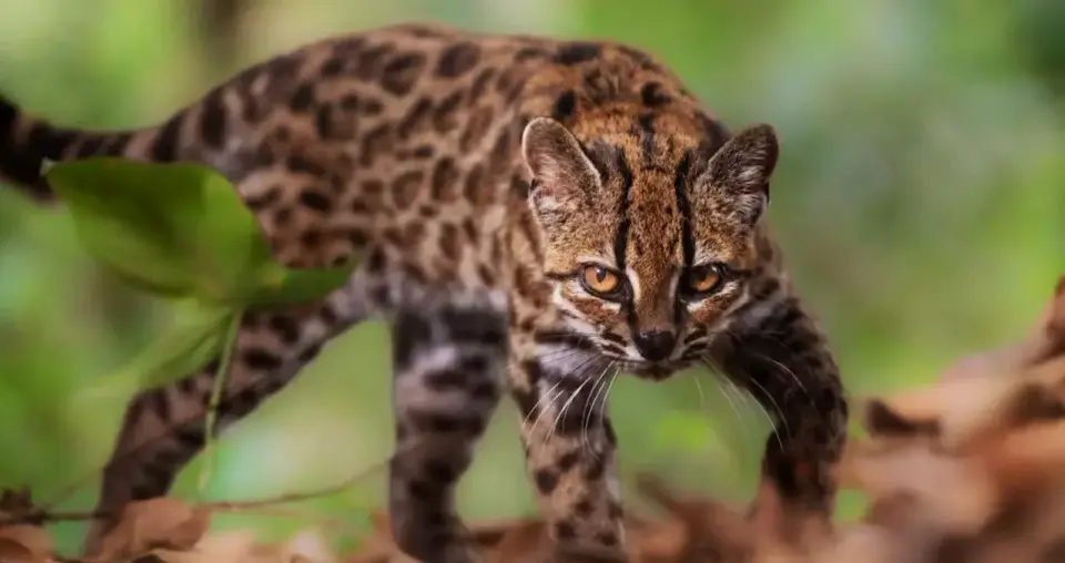 Genetic analysis confirms Leopardus tilcayo as first new wild cat species in over a century