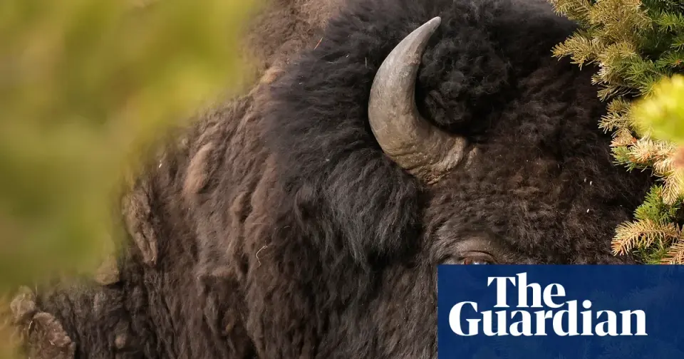 Yellowstone Bison Flips Tourist in 8-Foot Toss, Video Captures Frightful Encounter